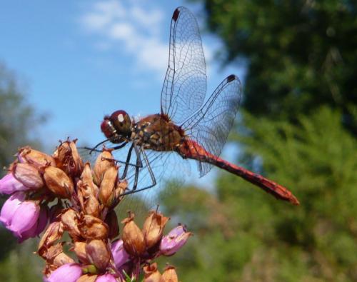 Sympetrum sanguineum